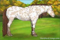 Horse Color:Amber Champagne Roan Dun Near Leopard 