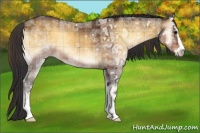 Horse Color:Plaid  Buckskin Ice Onyx Sabino 