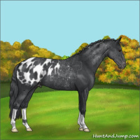 Horse Color:Blue Chinchilla Roan Appaloosa 