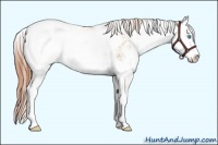 Horse Color:Buckskin Pearl Sabino 