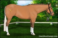 Horse Color:Silver Bay 