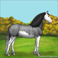 Horse Color:Blue Roan Splash Rabicano 