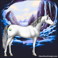Horse Color:Bay Splash Appaloosa 