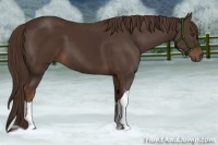 Horse Color:Liver Chestnut 