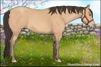 Horse Color:Amber Champagne 