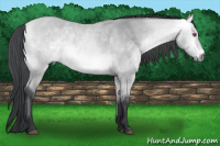 Horse Color:Bay Chinchilla 