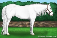 Horse Color:Platinum White Spotted Gold Cream Champagne