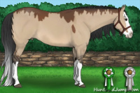 Horse Color:Bay Dun Splash 