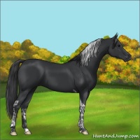 Horse Color:Black Tobiano 