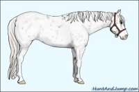 Horse Color:Silver Black Sabino Appaloosa Rabicano