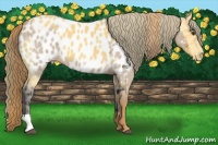 Horse Color:Red Roan Appaloosa  and Buckskin Appaloosa 