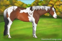 Horse Color:Bay Splash Tobiano