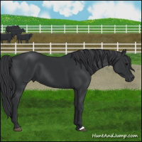 Horse Color:Black 