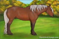 Horse Color:Silver Bay 