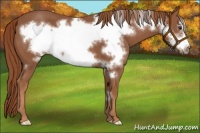 Horse Color:Chestnut Frame