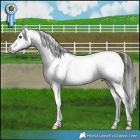 Horse Color:Grullo Mushroom Snowcap Brindle 