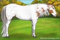 Horse Color:Bay Splash Tobiano Near Leopard  and Bay Splash Tobiano Near Leopard 