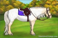 Horse Color:Gold Cream Champagne Roan Appaloosa