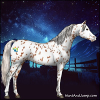 Horse Color:Silver Bay Appaloosa 