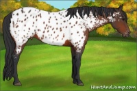 Horse Color:Brown Appaloosa 