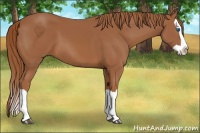 Horse Color:Chestnut Splash 
