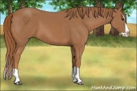 Horse Color:Chestnut Splash 