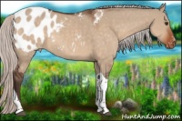 Horse Color:Silver Brown Dun Sabino Tobiano Blanket 