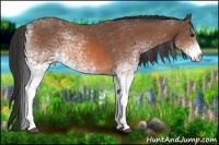 Horse Color:White Spotted Bay 