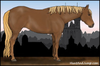 Horse Color:Gray Chestnut 