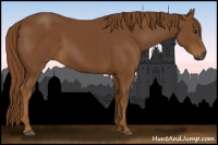 Horse Color:Gray Chestnut 