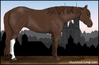 Horse Color:Gray Chestnut 