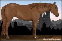 Horse Color:Gray Chestnut