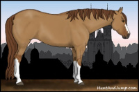 Horse Color:Gray Red Dun 