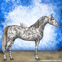 Horse Color:Smoky Black Appaloosa 