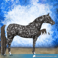 Horse Color:Smoky Black Appaloosa 