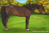 Horse Color:Liver Chestnut 