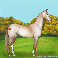 Horse Color:Gray Gold Champagne 