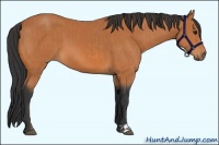 Horse Color:Bay and Bay