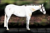 Horse Color:White Spotted Palomino Dun Splash Tobiano Appaloosa