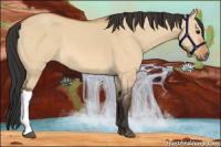 Horse Color:Bay Dun 