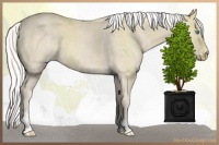 Horse Color:Silver Smoky Creme Roan 