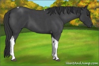 Horse Color:Blue Roan Tobiano 