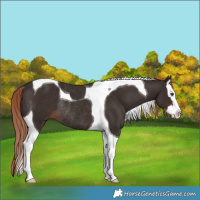 Horse Color:Liver Chestnut Splash Tobiano Rabicano