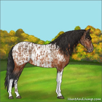 Horse Color:Bay Dun Splash Tobiano  and Bay Tobiano Appaloosa 