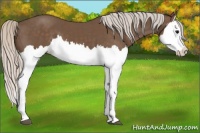 Horse Color:Silver Black Splash 