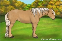 Horse Color:Palomino Roan 