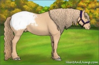 Horse Color:Gold Champagne Roan Appaloosa 