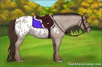 Horse Color:Classic Champagne Roan Appaloosa 