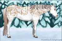 Horse Color:Red Dun Splash  and Red Dun Splash Appaloosa 