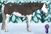 Horse Color:Smoky Black Splash Appaloosa